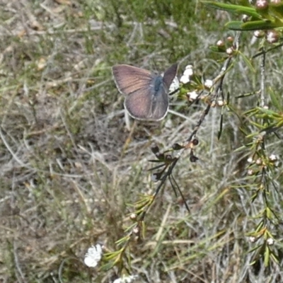 Erina sp. (genus) (A dusky blue butterfly) at Boro - 3 Dec 2023 by Paul4K