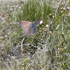 Erina sp. (genus) at Boro - 4 Dec 2023