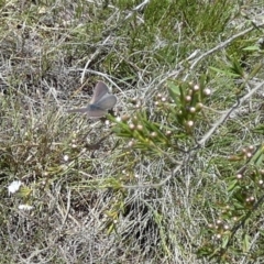 Erina (genus) at Boro - 4 Dec 2023