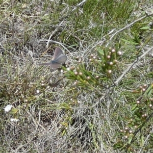 Erina sp. (genus) at Boro - 4 Dec 2023