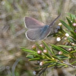 Erina sp. (genus) at Boro - 4 Dec 2023