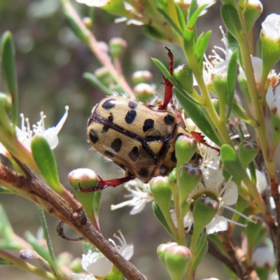 Neorrhina punctata (Spotted flower chafer) at Kambah, ACT - 4 Dec 2023 by MatthewFrawley