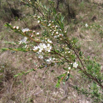 Kunzea ericoides (Burgan) at Kambah, ACT - 4 Dec 2023 by MatthewFrawley