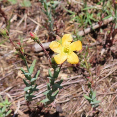 Hypericum gramineum (Small St Johns Wort) at Mount Taylor - 4 Dec 2023 by MatthewFrawley