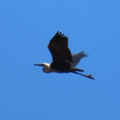 Ardea pacifica (White-necked Heron) at Tuggeranong, ACT - 4 Dec 2023 by MatthewFrawley