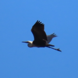 Ardea pacifica at Mount Taylor - 4 Dec 2023