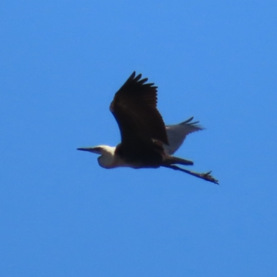 Ardea pacifica (White-necked Heron) at Tuggeranong, ACT - 4 Dec 2023 by MatthewFrawley