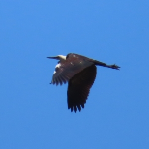 Ardea pacifica at Mount Taylor - 4 Dec 2023