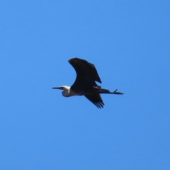 Ardea pacifica at Mount Taylor - 4 Dec 2023