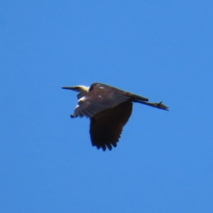 Ardea pacifica at Mount Taylor - 4 Dec 2023