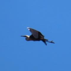 Ardea pacifica at Mount Taylor - 4 Dec 2023 01:59 PM