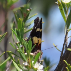 Vanessa itea (Yellow Admiral) at Mount Taylor - 4 Dec 2023 by MatthewFrawley