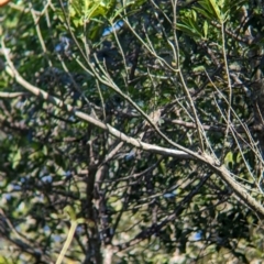 Meliphaga lewinii (Lewin's Honeyeater) at D'Aguilar National Park - 1 Dec 2023 by Darcy