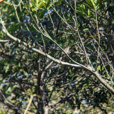Meliphaga lewinii (Lewin's Honeyeater) at Mount Glorious, QLD - 30 Nov 2023 by Darcy