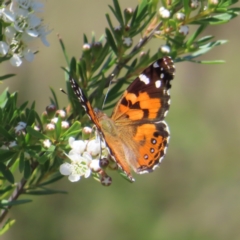 Vanessa kershawi (Australian Painted Lady) at Tuggeranong, ACT - 4 Dec 2023 by MatthewFrawley