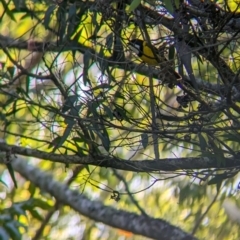 Pachycephala pectoralis (Golden Whistler) at D'Aguilar National Park - 1 Dec 2023 by Darcy