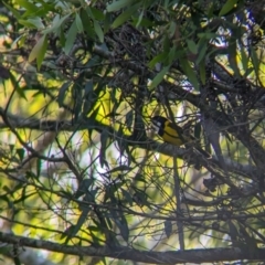 Pachycephala pectoralis at D'Aguilar National Park - 1 Dec 2023 07:06 AM