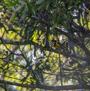 Pachycephala pectoralis at D'Aguilar National Park - 1 Dec 2023 07:06 AM