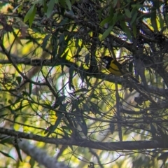 Pachycephala pectoralis at D'Aguilar National Park - 1 Dec 2023 07:06 AM