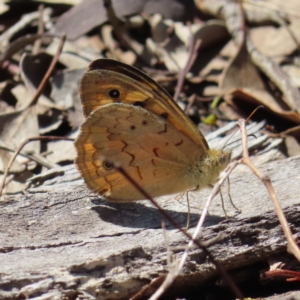 Heteronympha merope at Kambah, ACT - 4 Dec 2023