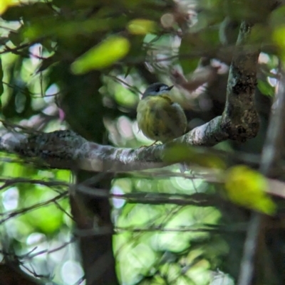 Eopsaltria capito (Pale-yellow Robin) at D'Aguilar National Park - 1 Dec 2023 by Darcy