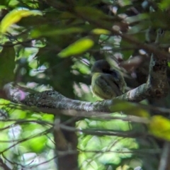 Eopsaltria capito at D'Aguilar National Park - 1 Dec 2023 08:02 AM