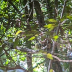 Eopsaltria capito at D'Aguilar National Park - 1 Dec 2023 08:02 AM