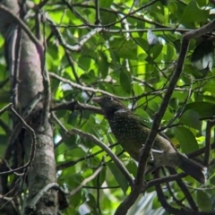 Ailuroedus crassirostris (Green Catbird) at D'Aguilar National Park - 30 Nov 2023 by Darcy