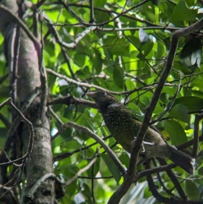 Ailuroedus crassirostris (Green Catbird) at Mount Glorious, QLD - 30 Nov 2023 by Darcy