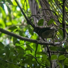 Ailuroedus crassirostris at D'Aguilar National Park - 1 Dec 2023