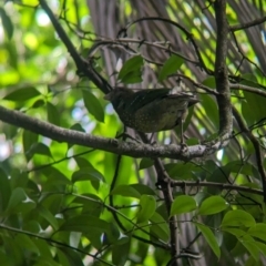 Ailuroedus crassirostris at D'Aguilar National Park - 1 Dec 2023