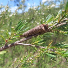 Lepidoscia (genus) IMMATURE (Unidentified Cone Case Moth larva, pupa, or case) at Tuggeranong, ACT - 4 Dec 2023 by MatthewFrawley