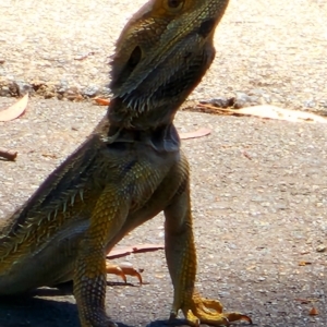 Pogona barbata at Red Hill Nature Reserve - suppressed