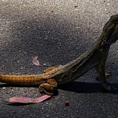 Pogona barbata at Red Hill Nature Reserve - suppressed