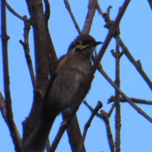 Caligavis chrysops at QPRC LGA - 4 Dec 2023 05:15 PM