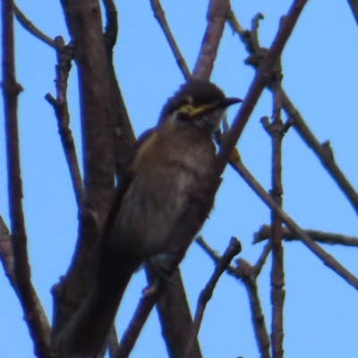 Caligavis chrysops (Yellow-faced Honeyeater) at QPRC LGA - 4 Dec 2023 by MatthewFrawley