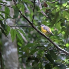 Eopsaltria australis (Eastern Yellow Robin) at D'Aguilar National Park - 30 Nov 2023 by Darcy