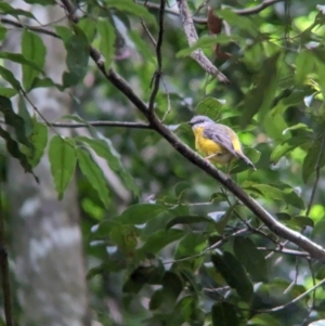 Eopsaltria australis at D'Aguilar National Park - 1 Dec 2023