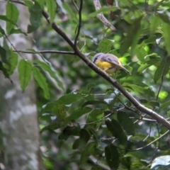 Eopsaltria australis at D'Aguilar National Park - 1 Dec 2023