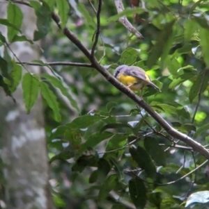 Eopsaltria australis at D'Aguilar National Park - 1 Dec 2023 09:42 AM