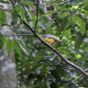 Eopsaltria australis at D'Aguilar National Park - 1 Dec 2023