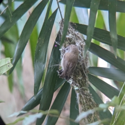 Gerygone mouki (Brown Gerygone) at Mount Glorious, QLD - 30 Nov 2023 by Darcy