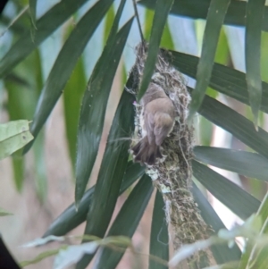 Gerygone mouki at D'Aguilar National Park - 1 Dec 2023 09:43 AM