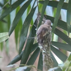 Gerygone mouki at D'Aguilar National Park - 1 Dec 2023 09:43 AM