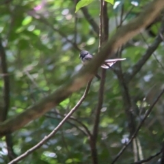 Rhipidura albiscapa (Grey Fantail) at Mount Glorious, QLD - 30 Nov 2023 by Darcy