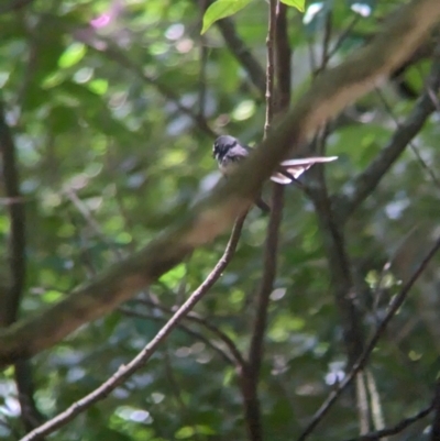 Rhipidura albiscapa (Grey Fantail) at Mount Glorious, QLD - 30 Nov 2023 by Darcy