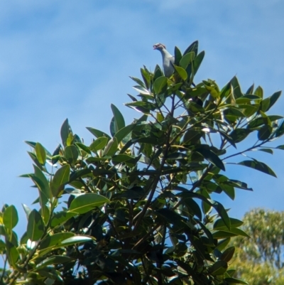 Lopholaimus antarcticus (Topknot Pigeon) at Mount Glorious, QLD - 30 Nov 2023 by Darcy