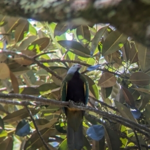 Ptilinopus magnificus at D'Aguilar National Park - 1 Dec 2023 10:41 AM