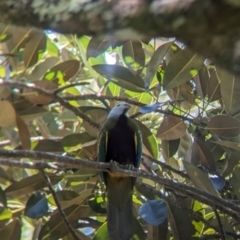 Ptilinopus magnificus (Wompoo Fruit-dove) at Mount Glorious, QLD - 30 Nov 2023 by Darcy