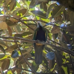 Ptilinopus magnificus at D'Aguilar National Park - 1 Dec 2023